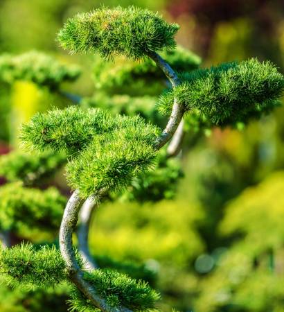 Beautiful and Decorative Garden Tree. Rockery Garden Exotic Plants.