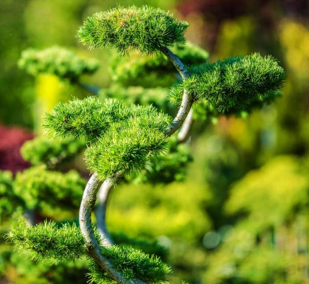 Beautiful and Decorative Garden Tree. Rockery Garden Exotic Plants.