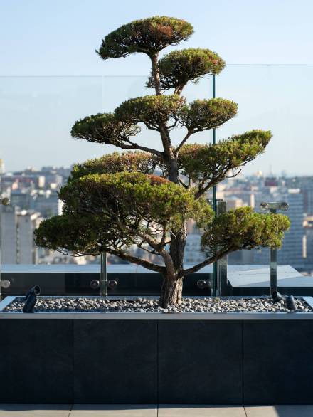 Beautiful, green, decorative tree on the roof of the house. Decorative tree on a relaxing, summer terrace