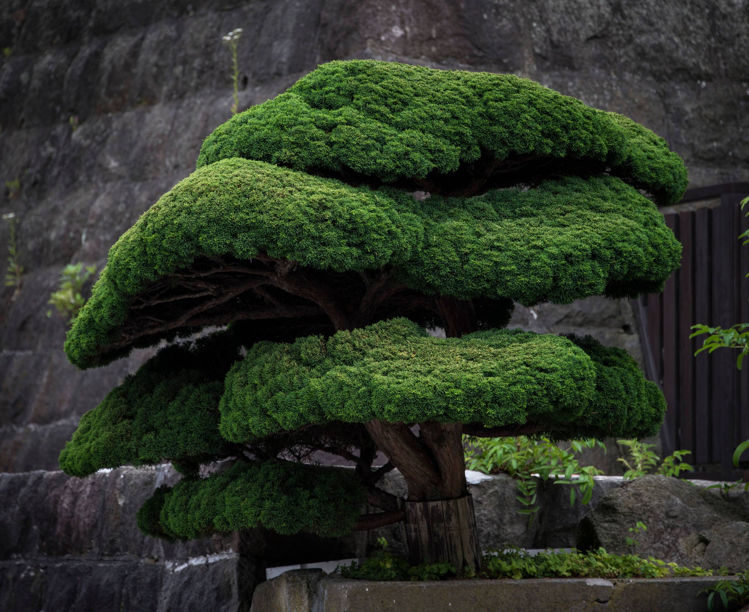 A closeup shot of Bonsai tree at Japanese Garden