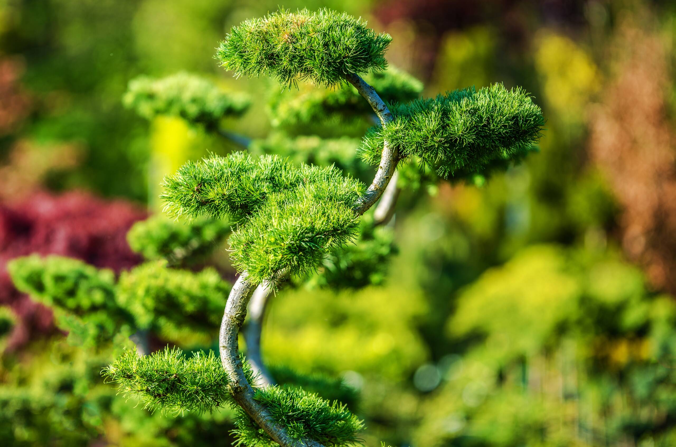 Beautiful and Decorative Garden Tree. Rockery Garden Exotic Plants.