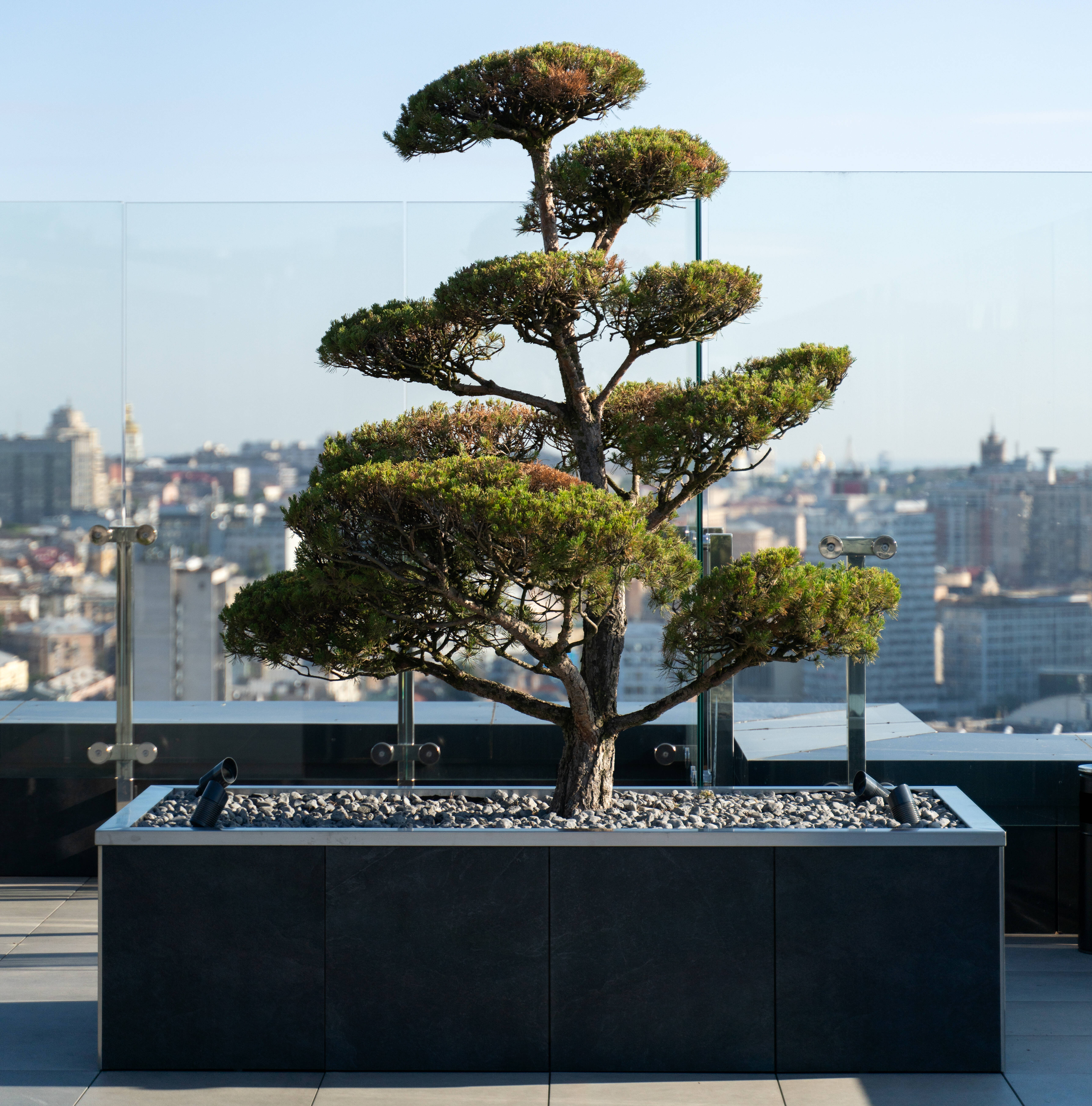 Beautiful, green, decorative tree on the roof of the house. Decorative tree on a relaxing, summer terrace