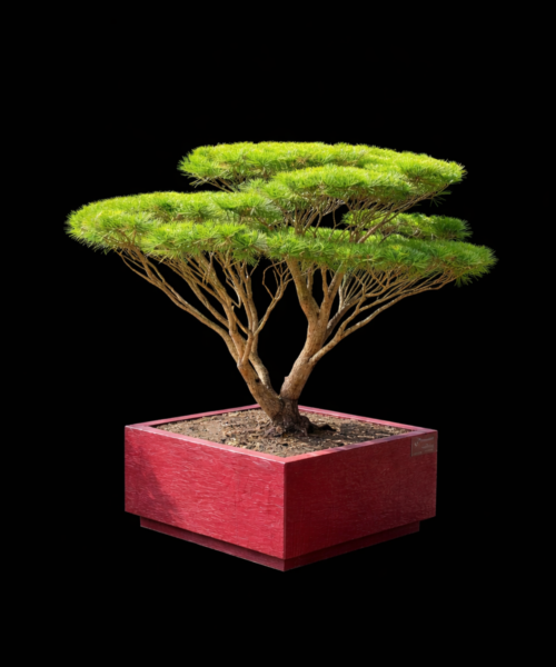 Pinus Densiflora Tanyosho compacta cont 500 lt