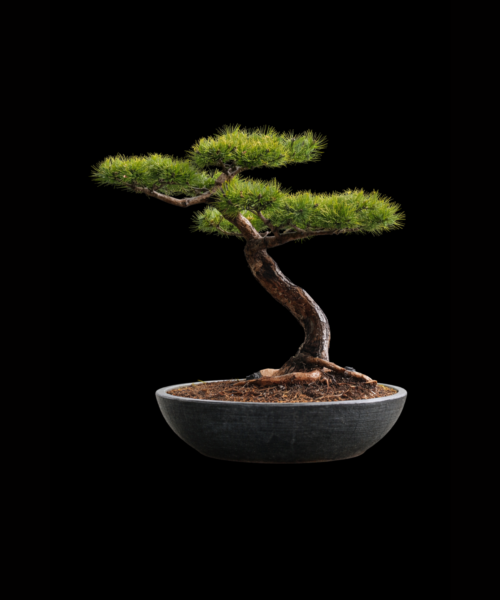Pinus Densiflora Jane Kluis Coupe 90 cm 13 ans