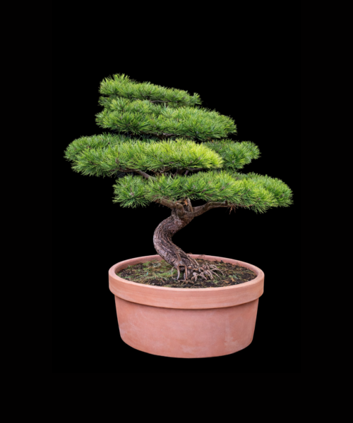 Pinus Densiflora Jane Kluis Coupe 90 cm 16 ans