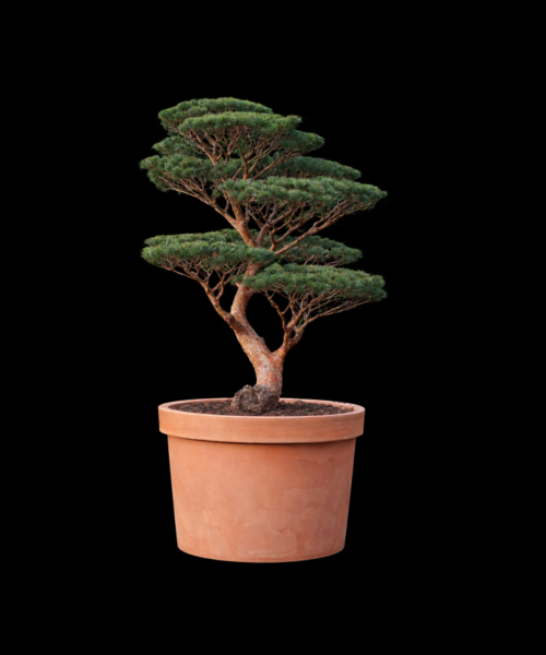 Pinus Sylvestris Watereri