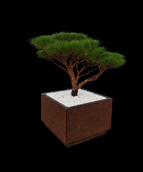 Pinus Densiflora Tanyosho compacta cont 160 lt H1.6m