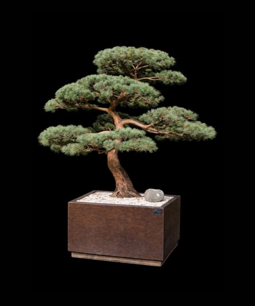 Pinus Sylvestris