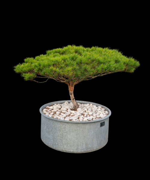 Pinus Densiflora Tanyosho compacta cont 80-90lt 1.5m